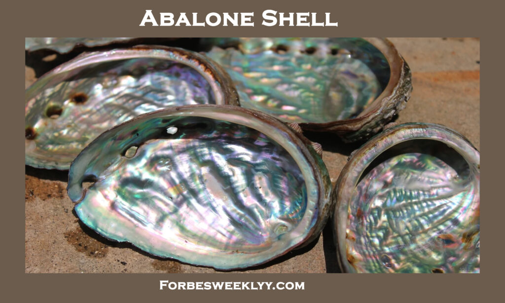 Abalone Shell