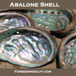 Abalone Shell