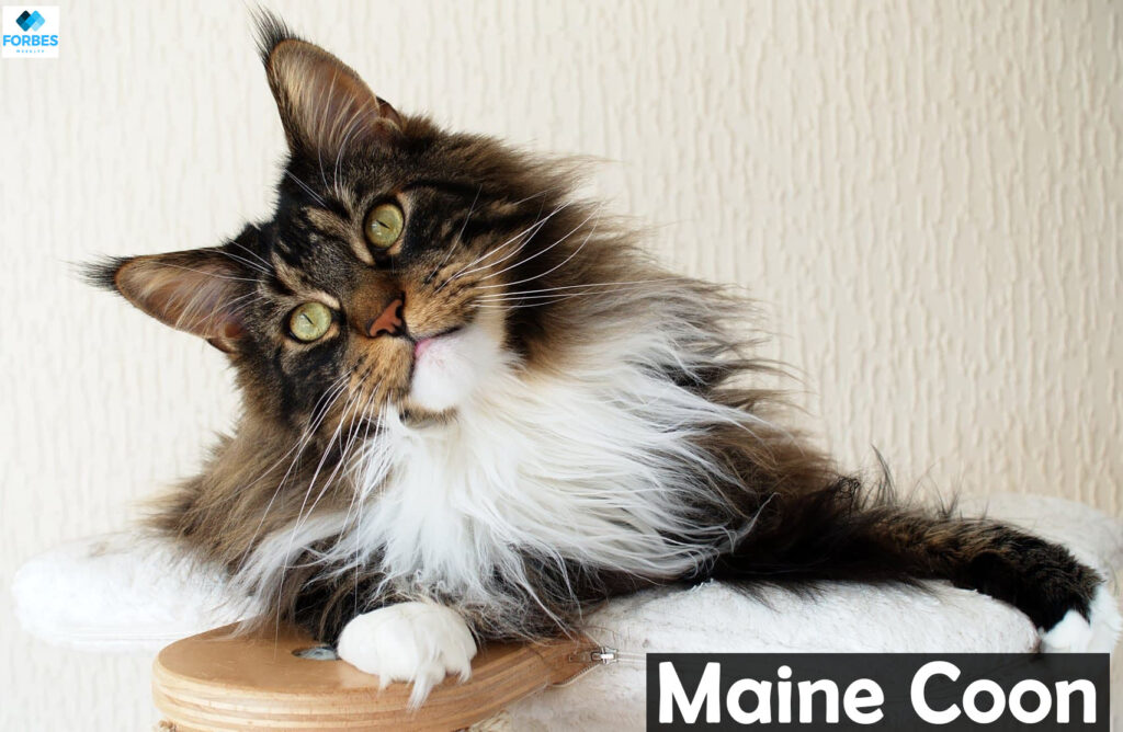 Maine Coon