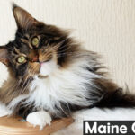 Maine Coon