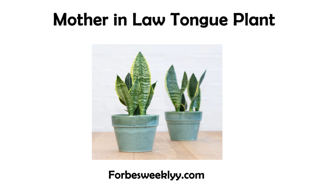 Mother in Law Tongue Plant