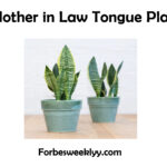 Mother in Law Tongue Plant