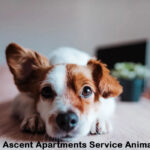 Ascent Apartments Service Animal