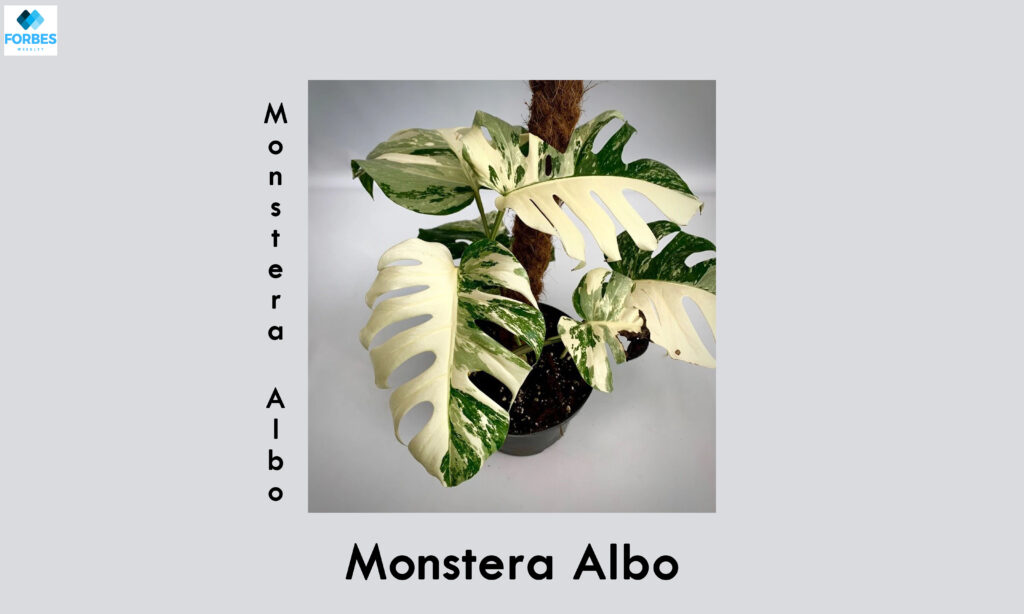 Monstera Albo