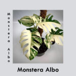 Monstera Albo